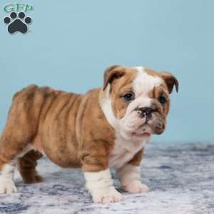 Jewel, Miniature Bulldog Puppy